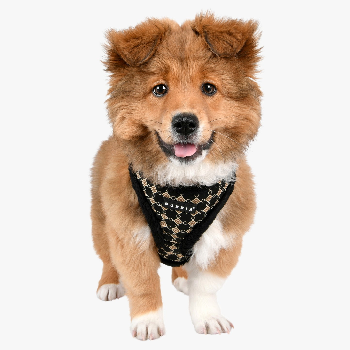 Puppia Jace Harness