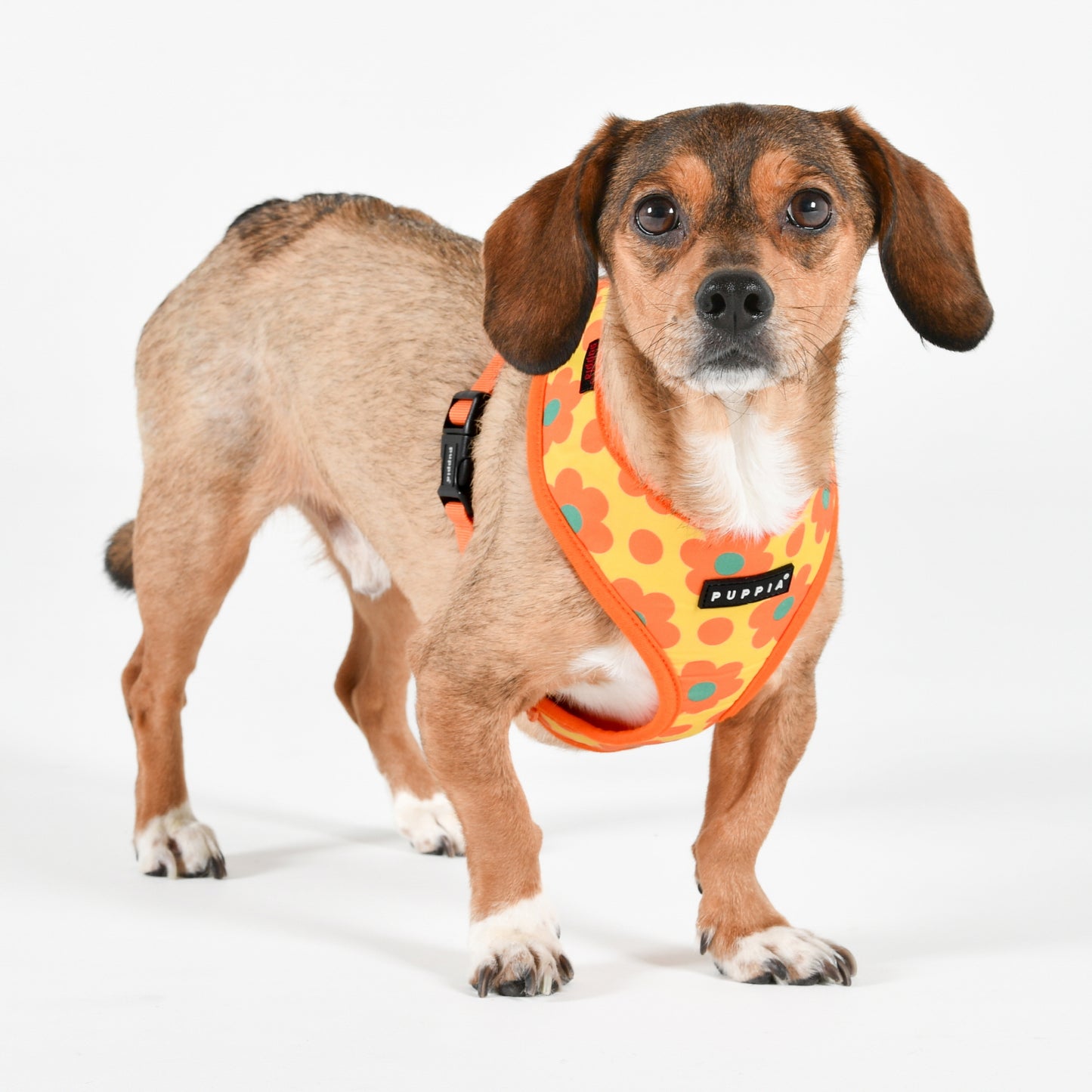 Puppia Bacopas Harness