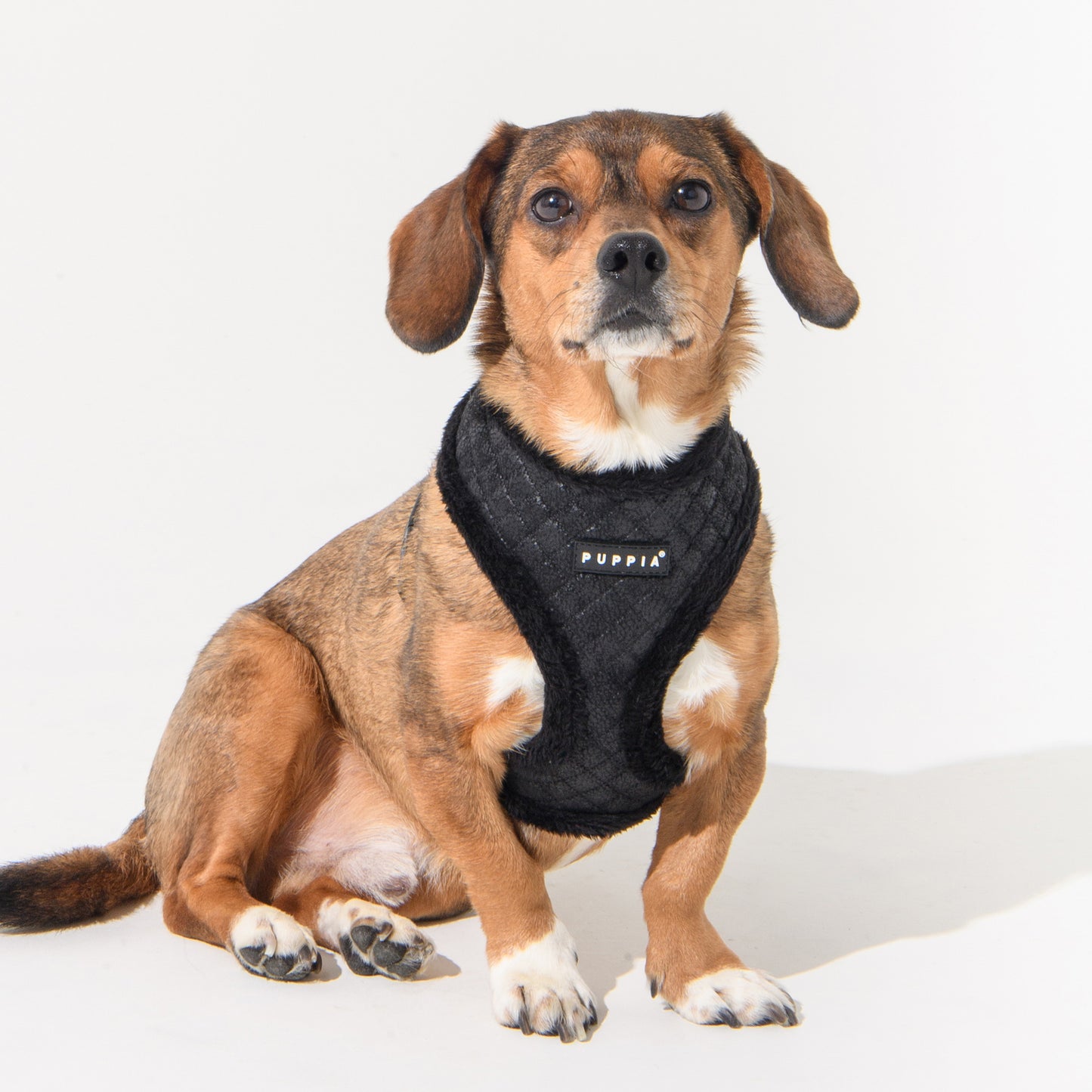Puppia Douglas Harness
