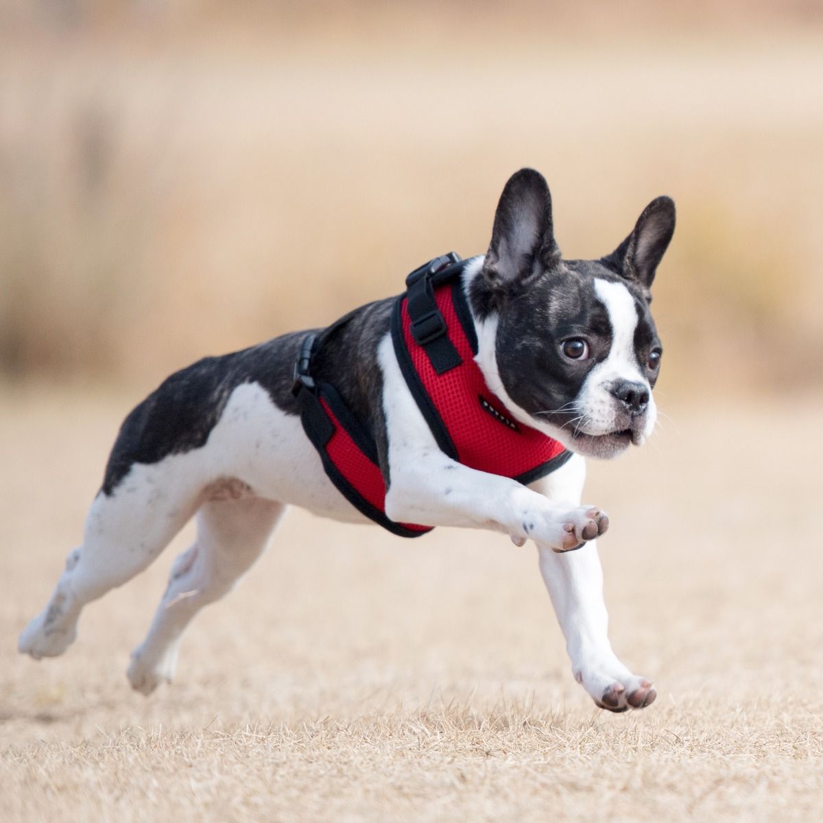 Puppia Ritefit Harness