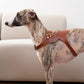 Kandog Toscana Harness