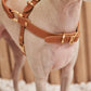 Kandog Handle Harness