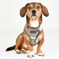 Puppia Lance Harness