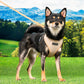 Puppia Amatus Harness
