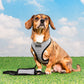 Puppia Amatus Harness