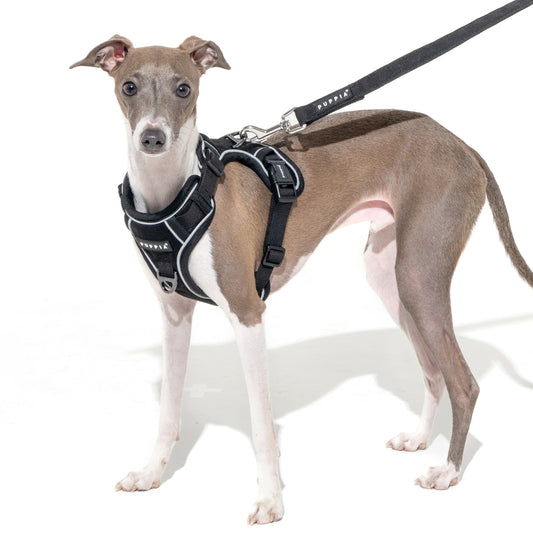 Puppia Terry H Harness