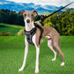 Puppia Cynthia Harness H