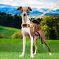 Puppia Corwin Harness X