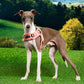 Puppia Kealoha Harness X