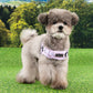 Puppia Kealoha Harness X
